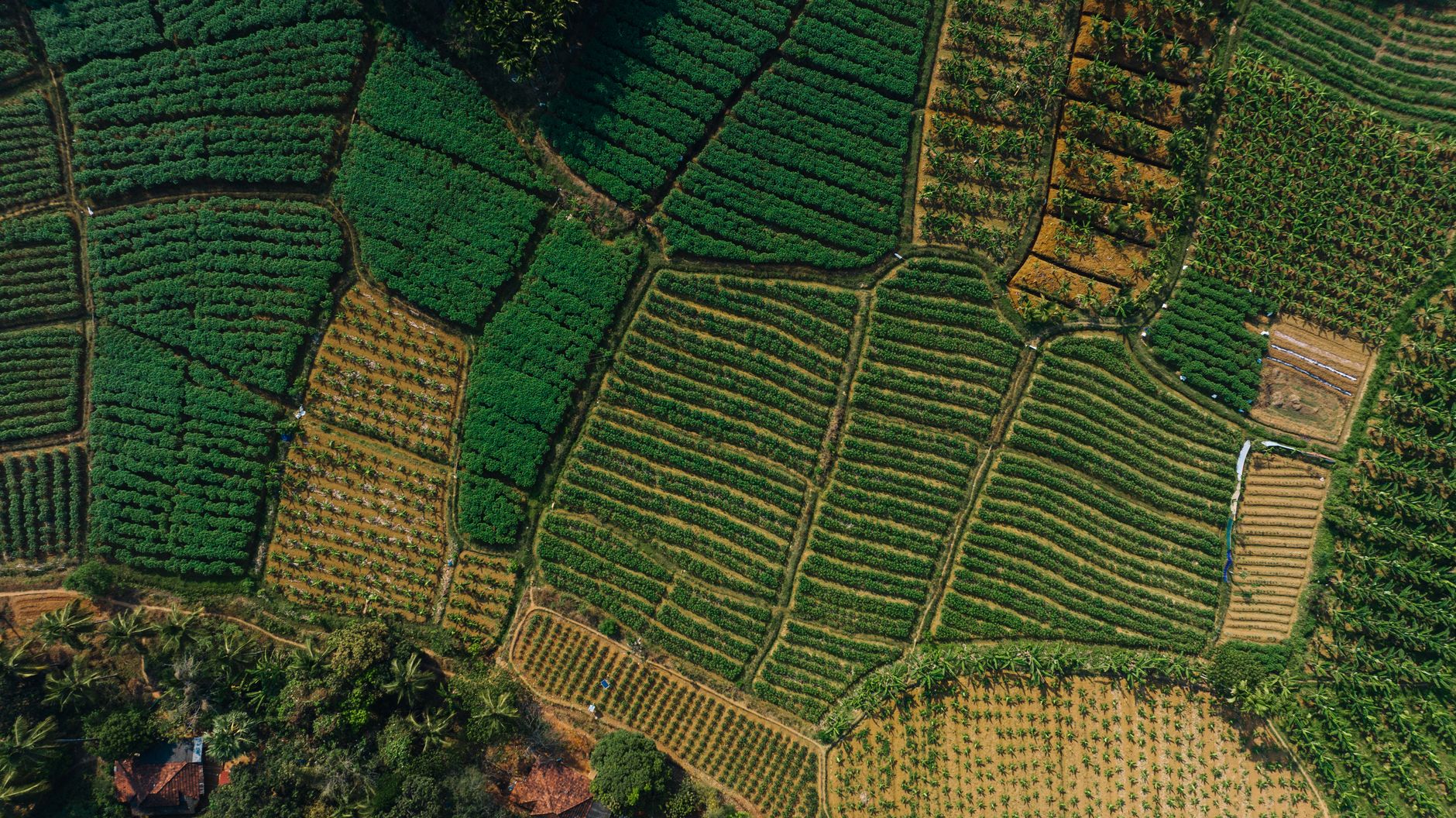 areal view of green fields