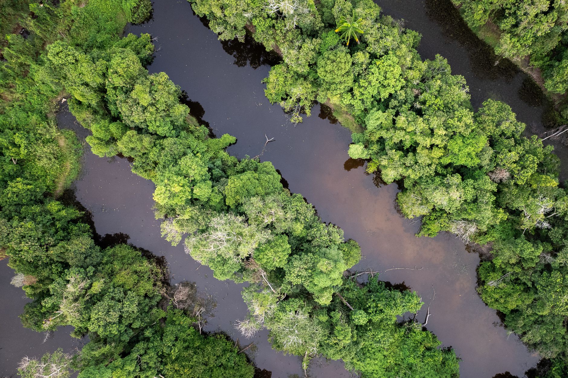 aerial view of lush green forest with river